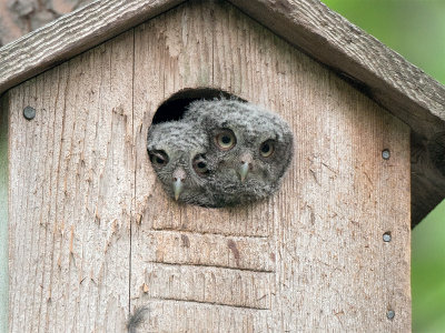 Eastern Screech Owl Chicks