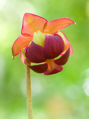 Pitcher Plant