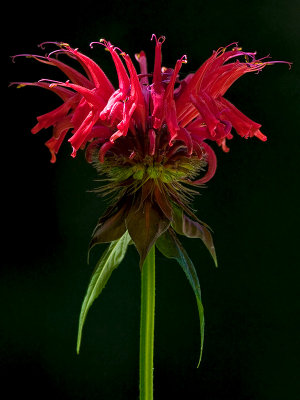 Bee Balm