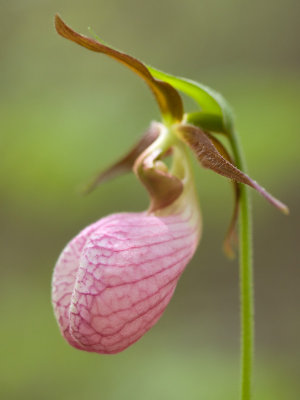 Pink Ladys Slipper Orchid