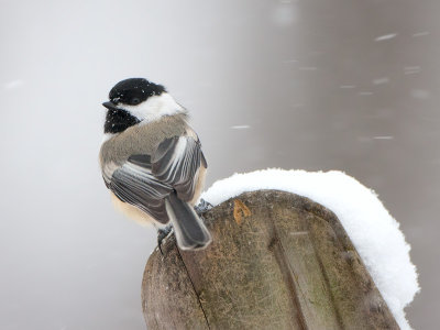 Chickadee