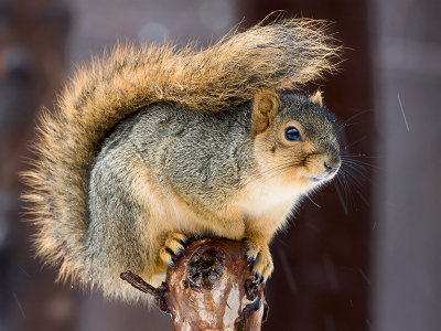 Fox Squirrel