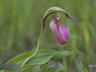 Pink Lady's Slipper Orchid