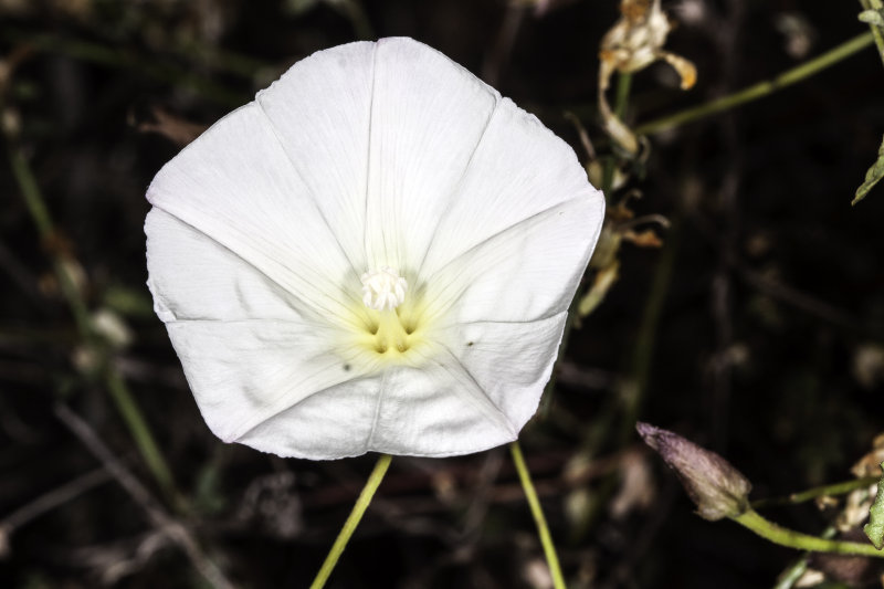 Morning Glory  (<em>Calystegia  macrostegia</em>)