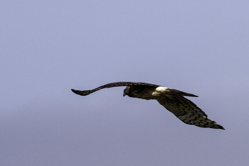 Northern Harrier