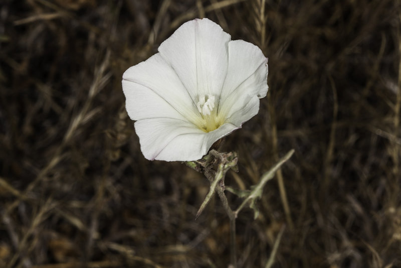 Mornina Glory (<em>Calystegia macrostegia tenuifolia</em>)