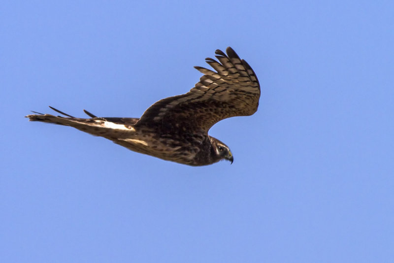 Northern Harrier