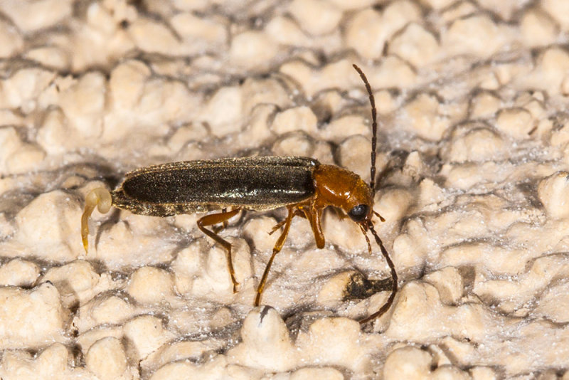 Brown Leatherwing Beetle (<em>Pacificanthia consors</em>)
