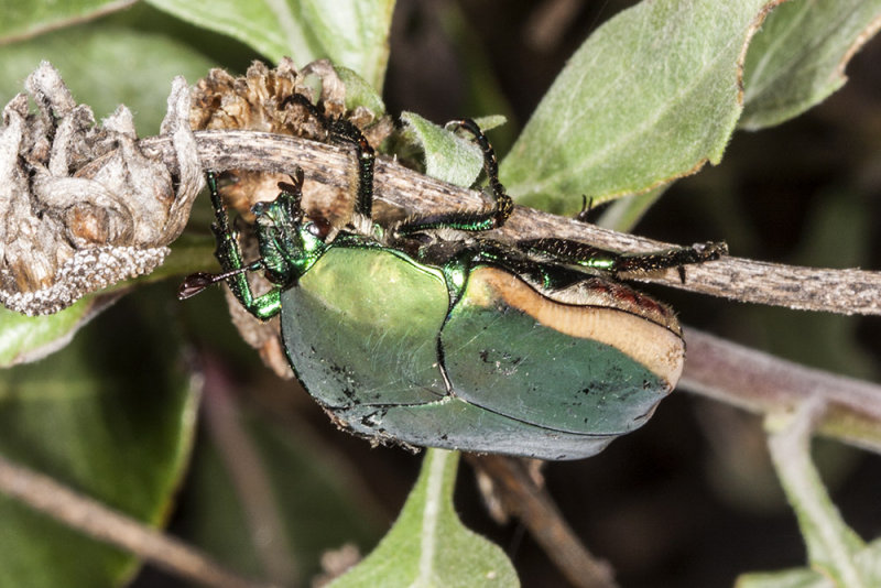 Green Fruit Beetle (<em> Cotinis mutabilis</em>)