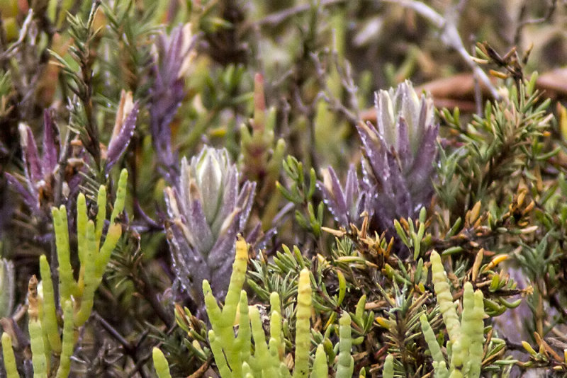 Salt marsh Birds Beak (<em>Chloropyron maritimum maritimum</em>)