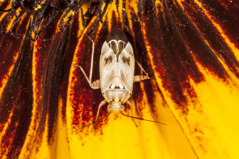 Tarnished Plant Bug (<em>Lygus</em> sp.)