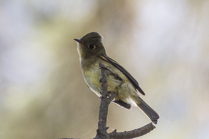 Pacific Slope Flycatcher