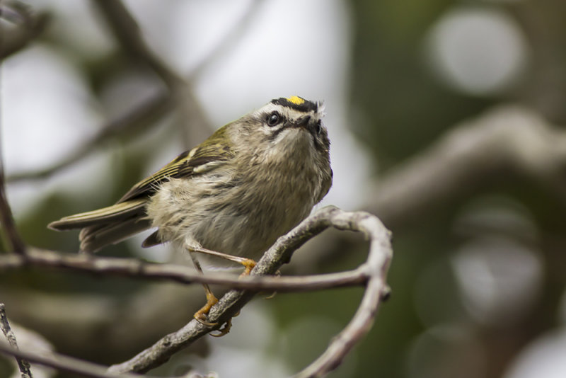 Golden-crowned Kinglet