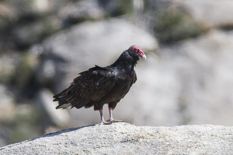 Turkey Vulture