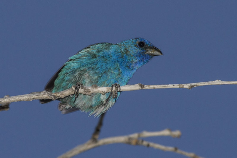 Indigo Bunting