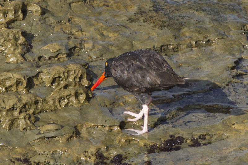 Black Oystercatcher