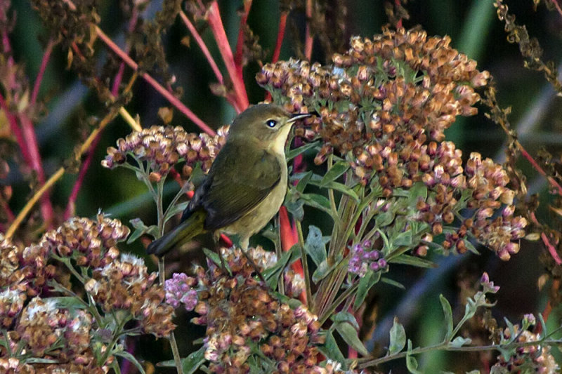 orange-crowned-warbler01.jpg