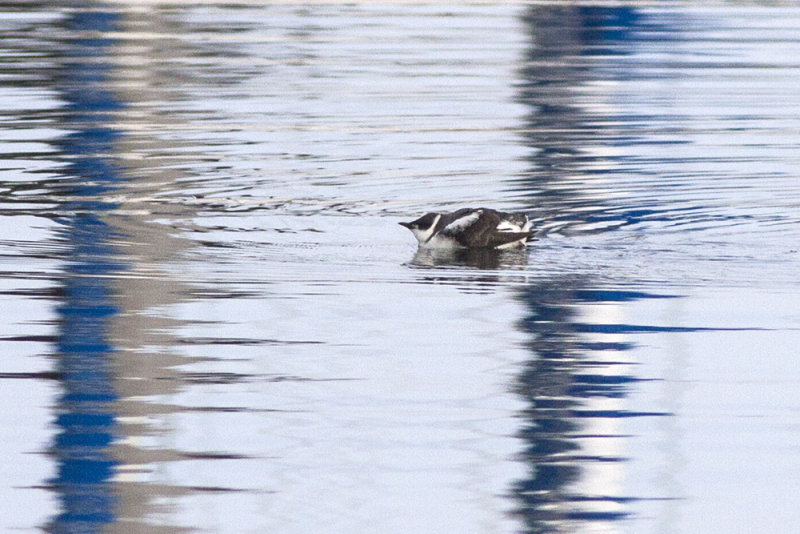 Marbled Murrelet