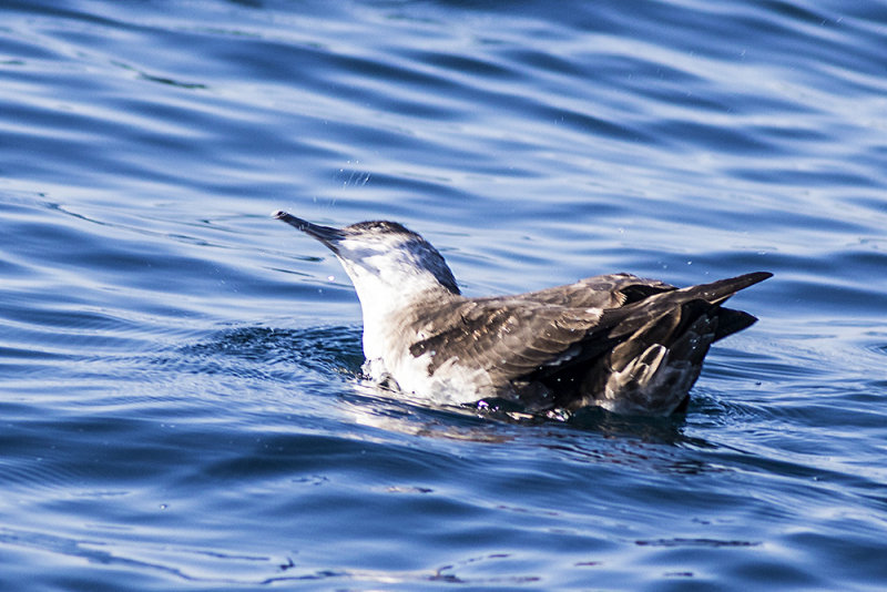 Black-vented  Shearwater