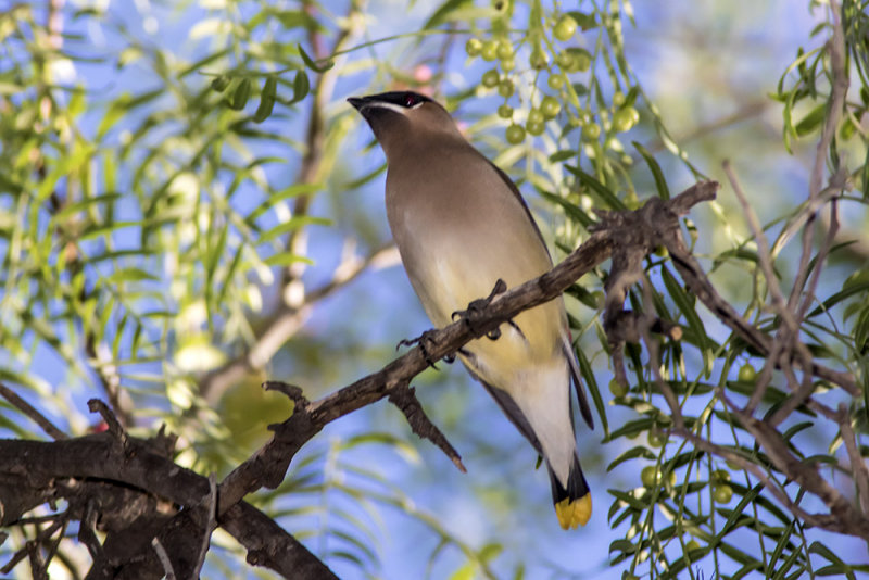 Cedar Waxwings