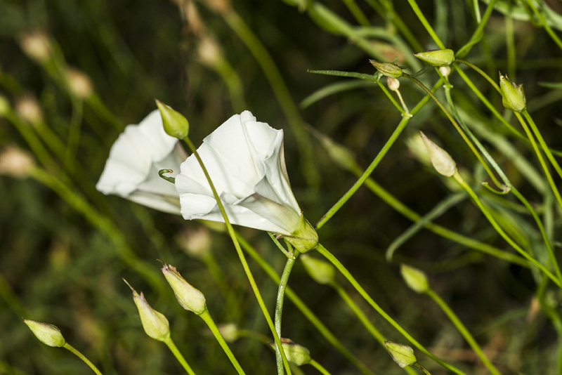 Mornina Glory (<em>Calystegia macrostegia tenuifolia</em>)