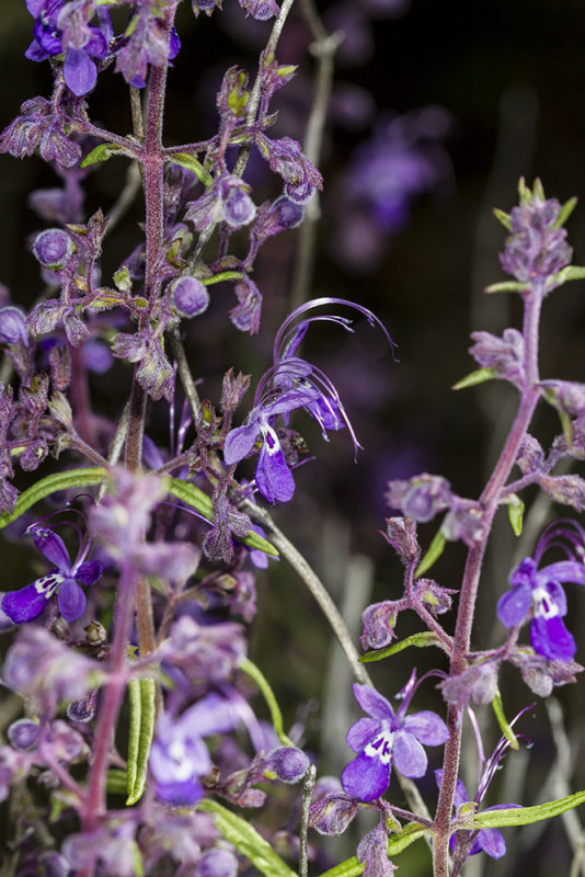 Mountain  Bluecurls (<em>Trichostema parishii</rem>)