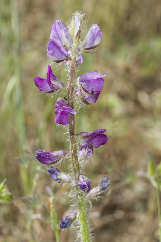 Stinging Lupine (<em>Lupinus hirsutissimus</em>)