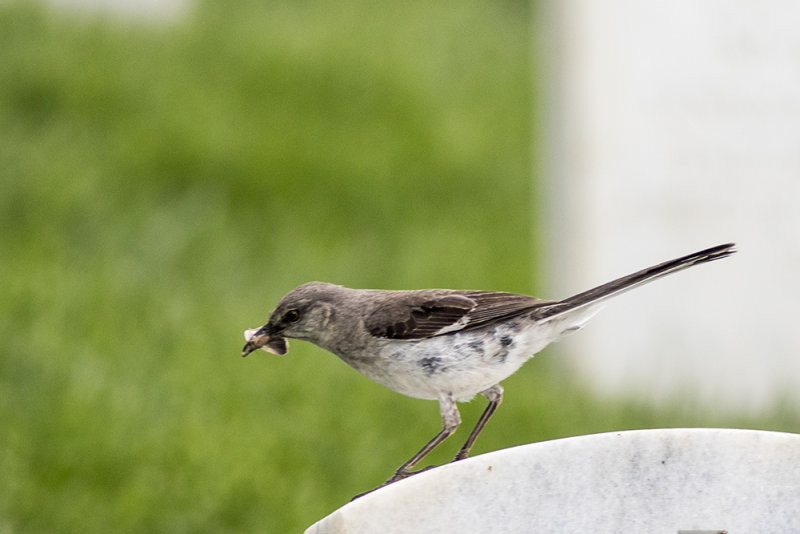 Northern Mockingbird