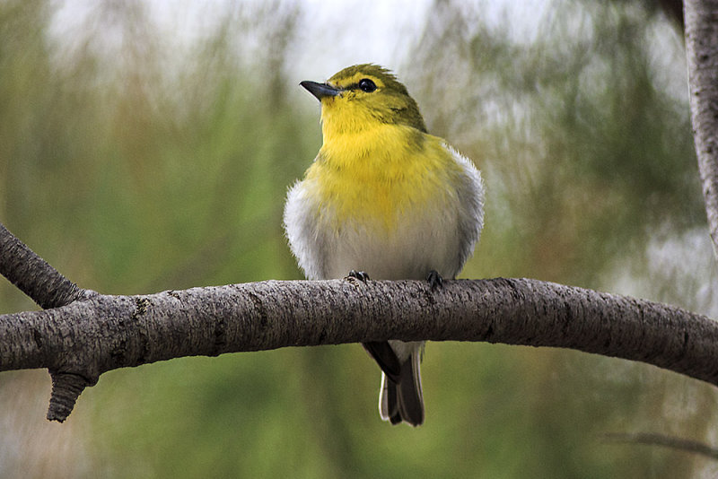 Yellow-Throated Vireo