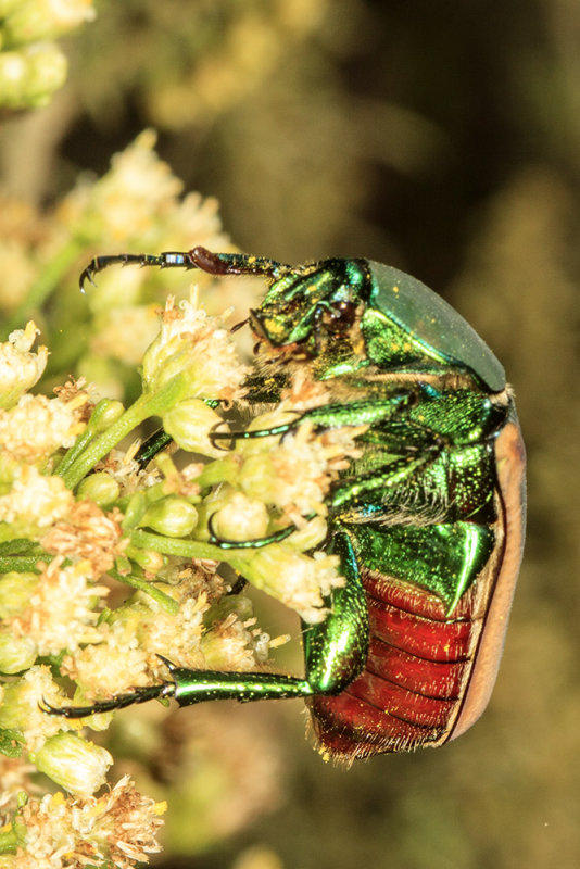 Green Fruit Beetle (<em> Cotinis mutabilis</em>)