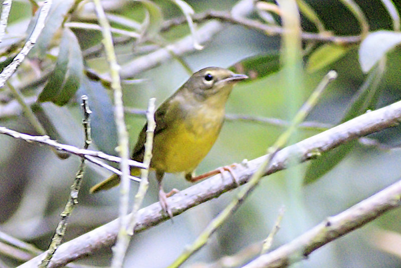 Mourning Warbler