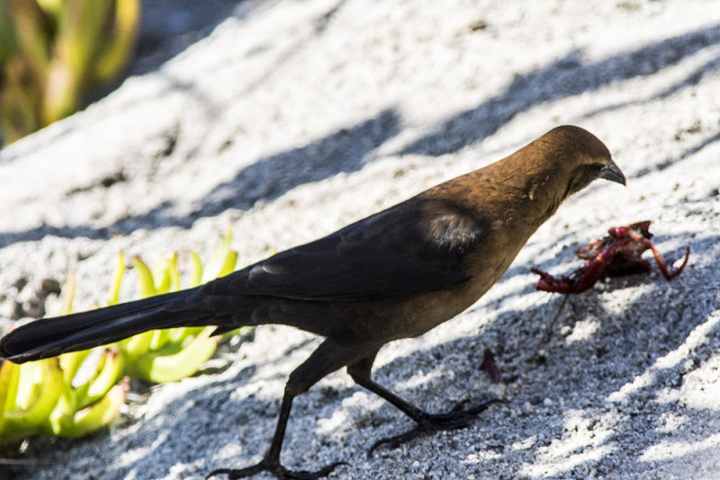 Great-tailed Grackle (<em>Quiscallus mexicanus</em>)