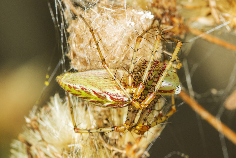 Green lynx spider (<em>Peucetia viridans</em>)