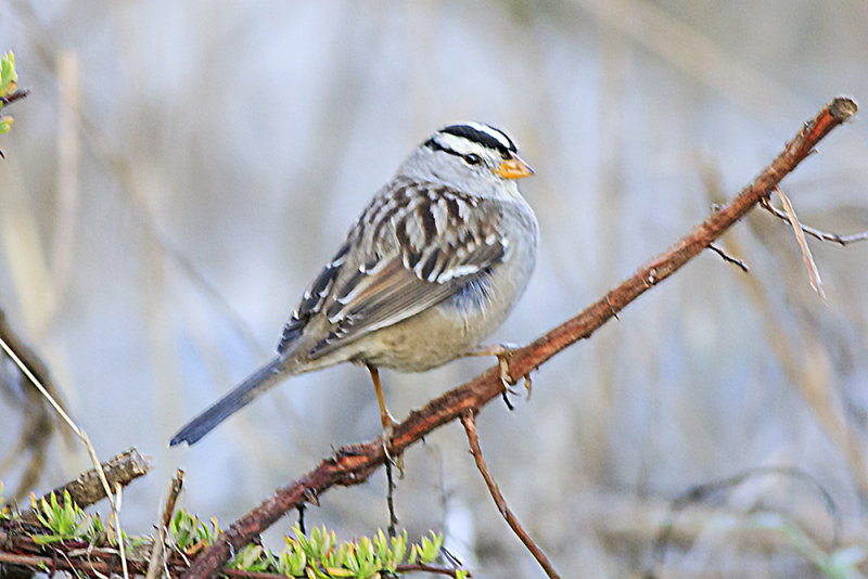 White-crowned Sparrow