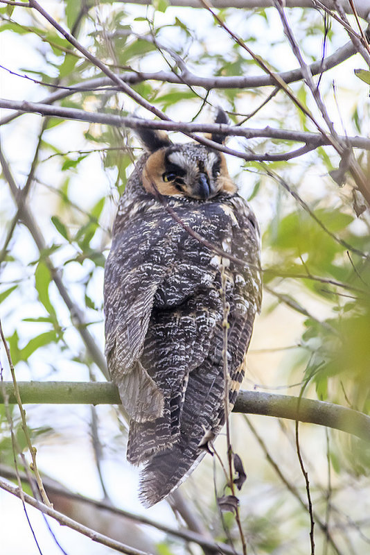 Long-eared Owl