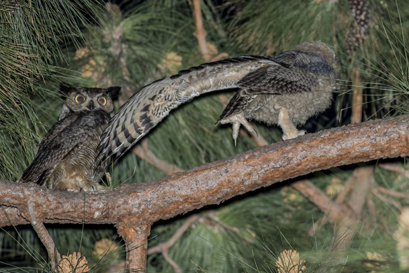 Great horned Owl