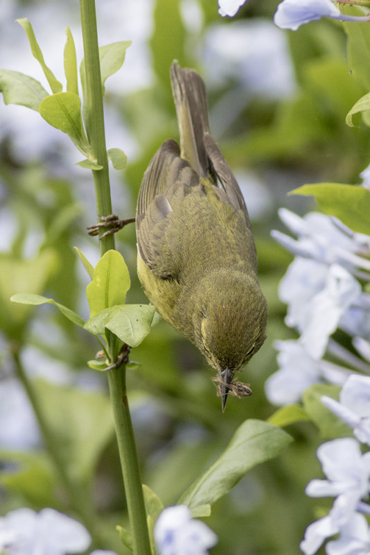 Orange-crowned Warbler