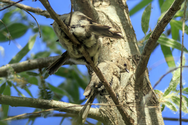 Bushtits