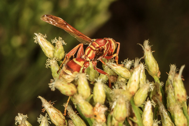 Common Paper Wasp (<em>Polistes exclamans</em>)