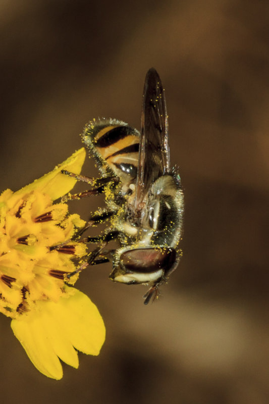 Hover Fly (<em>Eupeodes species</em>)