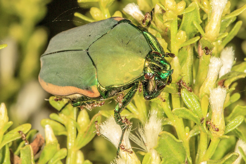 Green Fruit Beetle (<em> Cotinis mutabilis</em>)