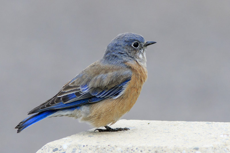 Western Bluebird