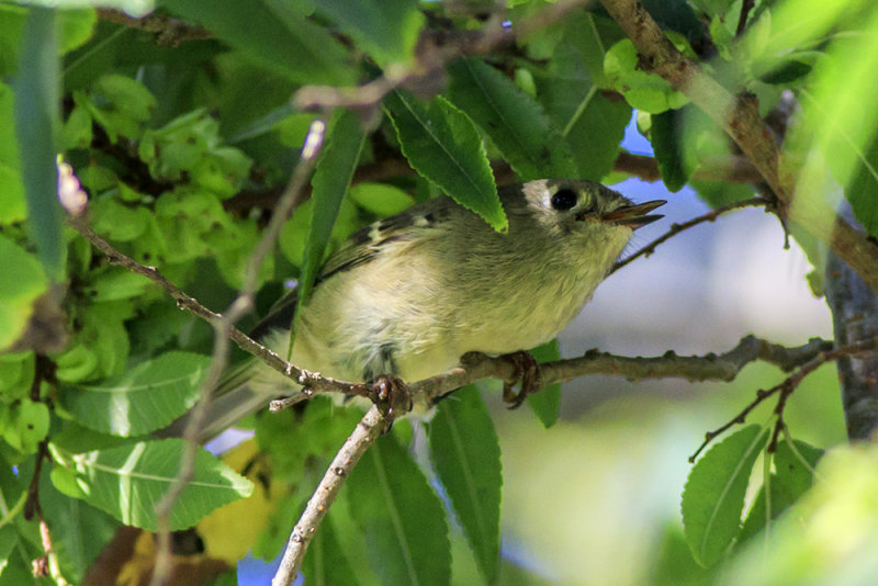 Ruby-crowned Kinglet