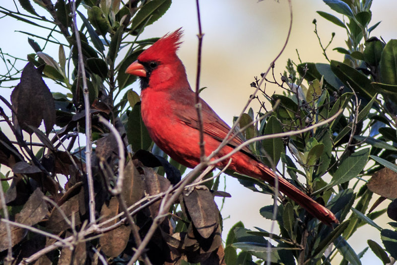 Northern Cardinal