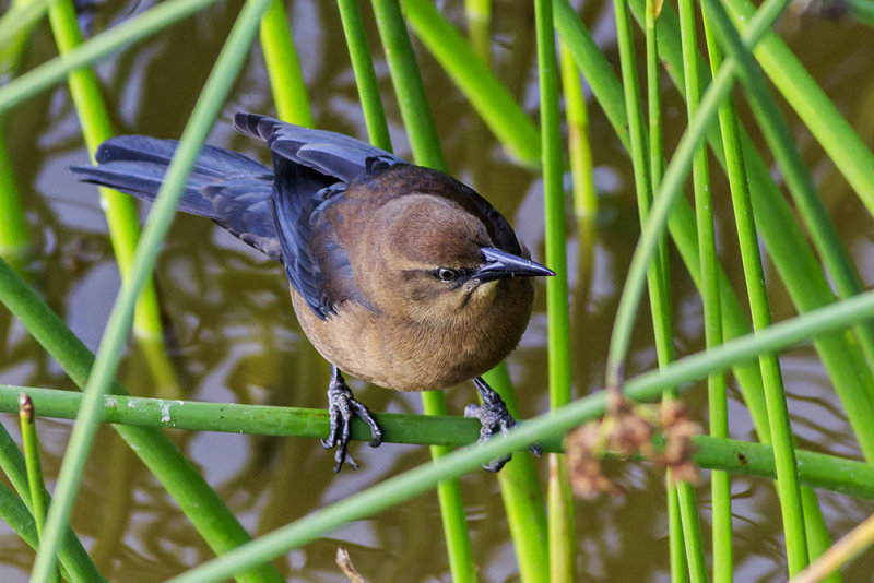 Great-tailed Grackle (<em>Quiscallus mexicanus</em>)