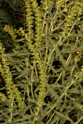 Western Ragweed (Ambrosia psilostachya)