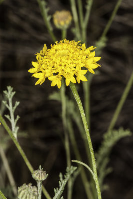 Yellow Pincushion (Chaenactis glabriuscula glabriuscula))