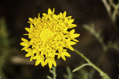 Yellow Pincushion (Chaenactis glabriuscula glabriuscula)