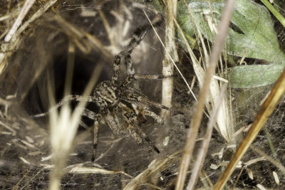 Funnel Weaver Spider (Agelenopsis spp)