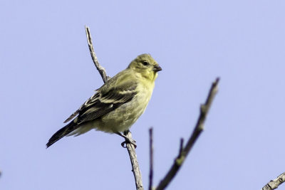 Lesser Goldfinch